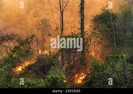 Les feux de forêt tropicale ont un impact négatif sur leur environnement dans les écosystèmes tropicaux saisonnièrement secs en asie du Sud-est. Banque D'Images