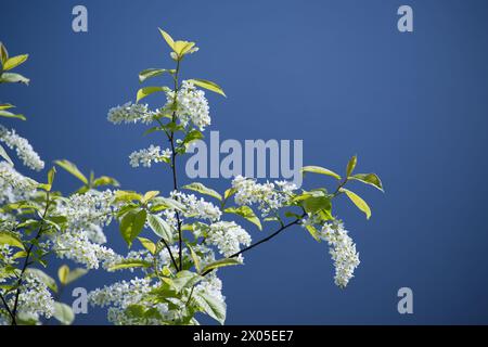 Cerisier d'oiseau avec des branches couvertes de petites fleurs blanches contre un ciel bleu clair Banque D'Images