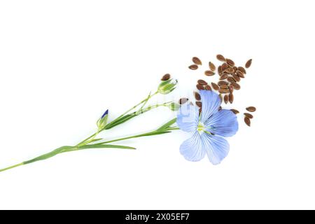 Tiges de lin en fleurs, graines de lin et capsules rondes de fruits de lin isolées sur fond blanc. Linum usitatissimum ou lin Banque D'Images