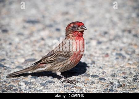finch maison mâle sur le sol avec une maladie oculaire de finch maison sévère ou une conjonctivite mycoplasmique Banque D'Images