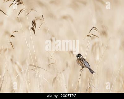 Une banderole de roseau mâle adulte (Emberiza schoeniclus) perchée dans les roseaux Banque D'Images