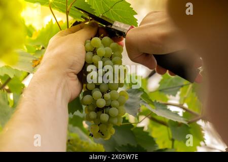 L'agriculteur mâle cueille des grappes de raisins verts frais cultivés dans le vignoble. Produits vinicoles. Agriculture locale locale concept de vie saine à la campagne. La lumière du soleil illumine la récolte. Agriculture Banque D'Images