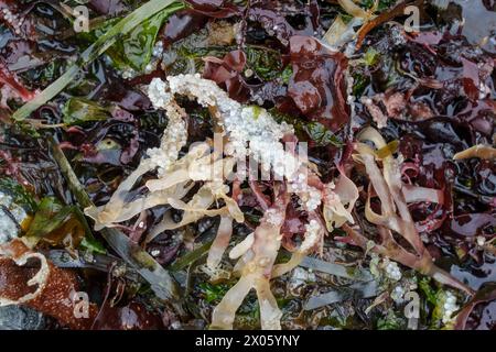 Des oeufs morts de deux semaines de hareng du Pacifique reposent attachés au varech sur une plage de l'île de Vancouver, au Canada. Banque D'Images