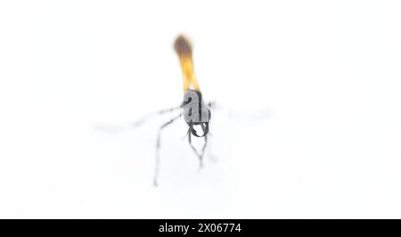 Guêpe de dauber à pattes jaunes, noires et jaunes ou gaufrées noires - Sceliphron caementarium - est une espèce de guêpe sphécide. Isolé sur backgrou blanc Banque D'Images