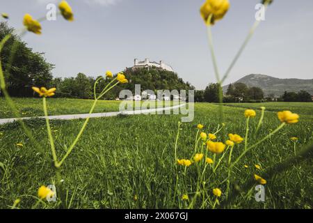 Die Festung Hohensalzburg mit blühender Blumenwiese im Frühling in Salzburg Stadt AM 09.04.2024. // la forteresse Hohensalzburg avec une prairie fleurie au printemps dans la ville de Salzbourg le 9 avril 2024. - 20240409 PD3894 crédit : APA-PictureDesk/Alamy Live News Banque D'Images