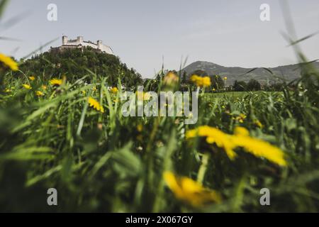 Die Festung Hohensalzburg mit blühender Blumenwiese im Frühling in Salzburg Stadt AM 09.04.2024. // la forteresse Hohensalzburg avec une prairie fleurie au printemps dans la ville de Salzbourg le 9 avril 2024. - 20240409 PD3892 crédit : APA-PictureDesk/Alamy Live News Banque D'Images