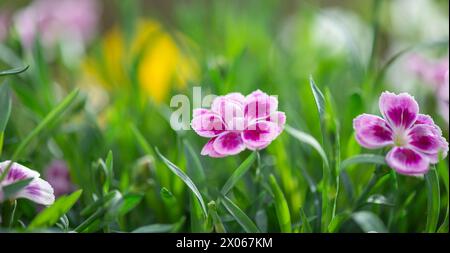 gros plan sur de belles fleurs roses de œillet-dianthus chinensis- floraison dans un jardin Banque D'Images