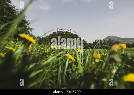 Die Festung Hohensalzburg mit blühender Blumenwiese im Frühling in Salzburg Stadt AM 09.04.2024. // la forteresse Hohensalzburg avec une prairie fleurie au printemps dans la ville de Salzbourg le 9 avril 2024. - 20240409 PD3889 crédit : APA-PictureDesk/Alamy Live News Banque D'Images