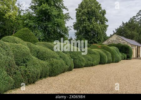 Haie taillée et façonnée dans le domaine de Turvey House, Bedfordshire, Royaume-Uni Banque D'Images