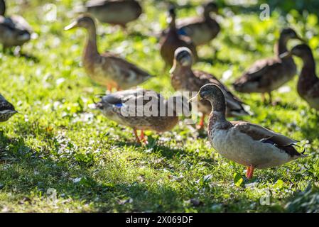 Troupeau de colverts au parc riverain Åbackarna le long du ruisseau Motala en été à Norrköping, Suède Banque D'Images