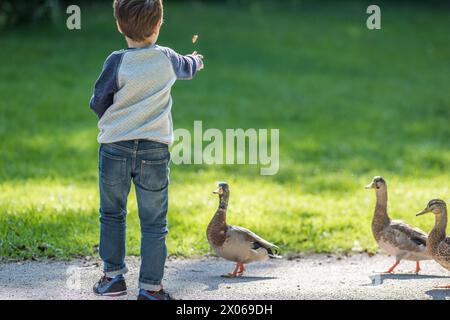 Kid nourrit les canards au parc riverain Åbackarna le long du Motala Stream pendant l'été à Norrköping, en Suède Banque D'Images