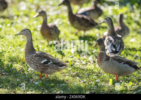 Troupeau de colverts au parc riverain Åbackarna le long du ruisseau Motala en été à Norrköping, Suède Banque D'Images