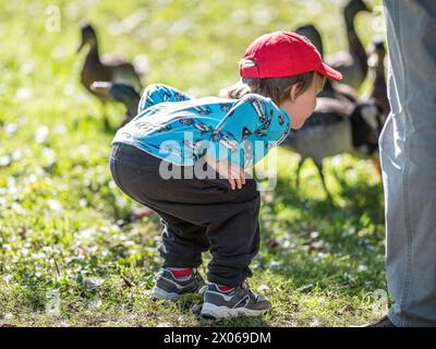 Kid nourrit les canards au parc riverain Åbackarna le long du Motala Stream pendant l'été à Norrköping, en Suède Banque D'Images