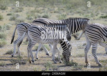 Photo d'un groupe de zèbres debout dans le parc national d'Etosha en Namibie pendant la journée Banque D'Images