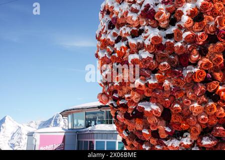 Installation florale contre la montagne enneigée, Murren, Suisse. Banque D'Images