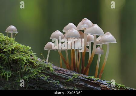 Champignons poussant dans les bois de Shircombe Slade sur les rives de la rivière Barle dans le parc national Exmoor, Somerset, Banque D'Images