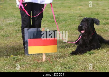 Ein Schnauzer blickt am Dienstag 09.04.2024 in Linstow Landkreis Rostock im Rahmen einer Eröffnungsveranstaltung auf die Nationalflagge der Bunderepublik Deutschland. . IM dem Ort beginnt am Nachmittag die Weltmeisterschaft der Fährtenhunde. An der Veranstaltung, die bis zum Sonntag 14.04.2024 dauert, beteiligen sich 48 Hunde aus 22 Nationen. SIE haben BEI dieser die Aufgabe, eine von einem sogenannten Fährtenleger erzeugte Spur genau nachschnüffeln und verfolgen. Dabei dürfen sie sich auch von nichts ablenken lassen wenn sie die Meisterschaft gewinnen wollen. Die Fährte ist dabei jeweils 1800 Banque D'Images