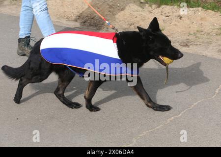 Ein Schäferhund mit der Flagge der Niederlande läuft am Dienstag 09.04.2024 in Linstow Landkreis Rostock im Rahmen einer Eröffnungsveranstaltung die Straße entlang. IM dem Ort beginnt am Nachmittag die Weltmeisterschaft der Fährtenhunde. An der Veranstaltung, die bis zum Sonntag 14.04.2024 dauert, beteiligen sich 48 Hunde aus 22 Nationen. SIE haben BEI dieser die Aufgabe, eine von einem sogenannten Fährtenleger erzeugte Spur genau nachschnüffeln und verfolgen. Dabei dürfen sie sich auch von nichts ablenken lassen wenn sie die Meisterschaft gewinnen wollen. Die Fährte ist dabei jeweils 1800 Sch Banque D'Images