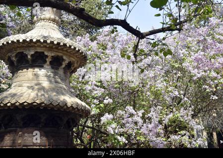 Fleurs de lilas fleurissent au temple Fayuan à Pékin, Chine, 6 avril 2024. Banque D'Images