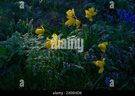 Natur Wilde Tulpe Bluehende Wilde Tulpen Tulipa sylvestris inmitten von purpurroten Taubnesseln Lamium purpureum. 6.4.2024 *** nature Tulipe sauvage bleuissement tulipes sauvages Tulipa sylvestris au milieu de l'ortie morte violette Lamium purpureum 6 4 2024 Banque D'Images