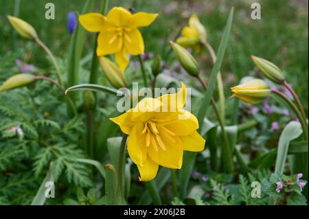 Natur Wilde Tulpe Bluehende Wilde Tulpen Tulipa sylvestris. 1.4.2024 *** nature Tulipes sauvages bleuissement tulipes sauvages Tulipa sylvestris 1 4 2024 Banque D'Images