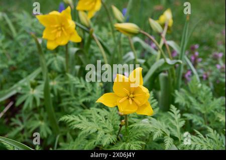 Natur Wilde Tulpe Bluehende Wilde Tulpen Tulipa sylvestris. 1.4.2024 *** nature Tulipes sauvages bleuissement tulipes sauvages Tulipa sylvestris 1 4 2024 Banque D'Images