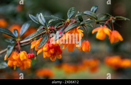 Une branche de floraison orange berberis en gros plan Banque D'Images