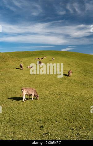 Vaches brunes suisses sur un pâturage en Suisse. Bovins alpins emblématiques Banque D'Images
