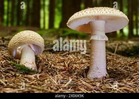 Fard à joues (Amanita rubescens), deux fructifications sur sol forestier, vue latérale, Allemagne, Rhénanie du Nord-Westphalie, Bergisches Land Banque D'Images