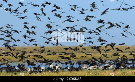 Ibis brillant (Plegadis falcinellus), énorme troupeau dans la Coto Donana, Espagne, Andalousie, parc national de Coto de Donana Banque D'Images