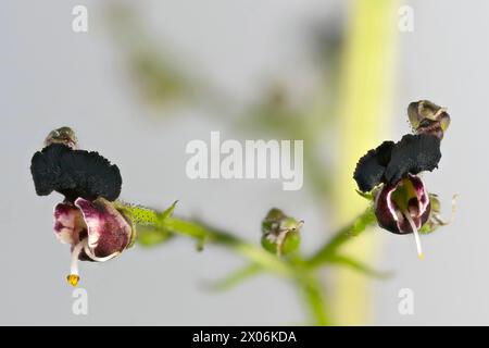 Chien figwort (Scrophularia canina), fleurs, Italie, Tyrol du Sud, Dolomites Banque D'Images