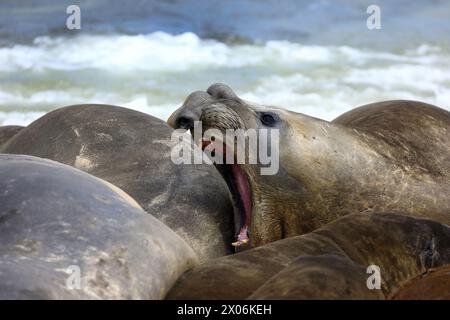 Éléphant de mer du sud (Mirounga leonina), disputant l'éléphant de mer sur la plage, Argentine, îles Falkland, île Carcass Banque D'Images