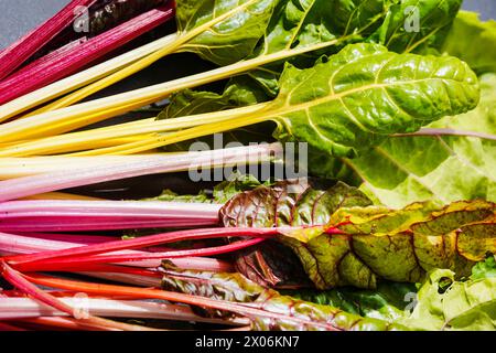 Betterave feuilletée, charde, carde suisse, mangelle (Beta vulgaris var. Cicla, Beta vulgaris ssp. vulagris var. cicla), des blettes fraîches avec des tiges de différentes couleurs Banque D'Images