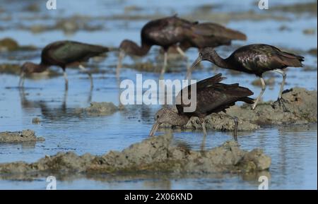 Ibis brillant (Plegadis falcinellus), recherche de nourriture dans le Coto Donana, Espagne, Andalousie, parc national de Coto de Donana Banque D'Images