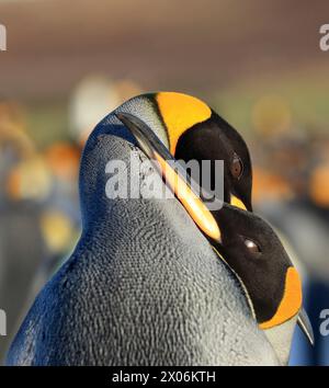 Manchot royal (Aptenodytes patagonicus), manchots royaux amoureux, Argentine, îles Falkland, Las Malvinas Banque D'Images