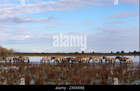 Cheval Konik, Konik, Konik polonais (Equus przewalskii F. caballus), chevaux Konik marchent dans les eaux peu profondes, pays-Bas, parc national Lauwersmeer Banque D'Images