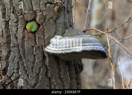 Perruche (Psittacula krameri), dans son repaire de reproduction dans un tronc de peuplier à côté d'un champignon d'arbre, pays-Bas Banque D'Images