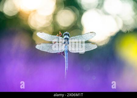 Écumoire à quille (Orthetrum coerulescens), mâle recouvert de gouttes de rosée, Allemagne, Bavière Banque D'Images