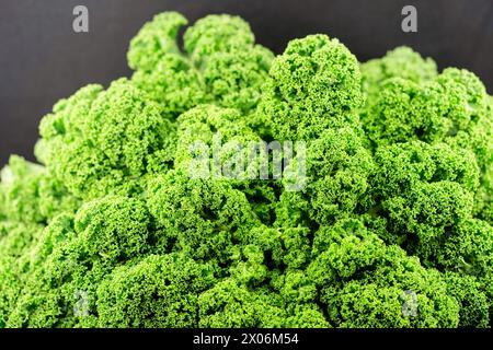 Chou frisé, borecole (Brassica oleracea var. Sabellica, Brassica oleracea convar. acéphale var. sabellica), chou frisé fraîchement récolté, culture régionale Banque D'Images