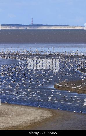 Canard commun (Tadorna tadorna), Swarm dans les vasières, phare sur Ameland en arrière-plan, pays-Bas, Frise Banque D'Images