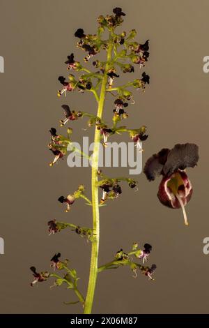 Canine de chien (Scrophularia canina), inflorescence et fleur unique isolée en gros plan, composition, Italie, Tyrol du Sud, Dolomites Banque D'Images