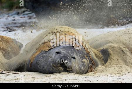 L'éléphant de mer du sud (Mirounga leonina) mue. Quand ils sont allongés sur la plage, ils se couvrent de sable pour se rafraîchir., Argentine, Malouines Banque D'Images