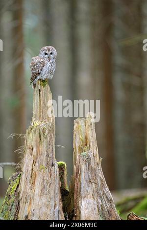 Chouette fauve eurasienne (Strix aluco), perchée sur un tronc d'arbre brisé, Allemagne, Bavière, Niederbayern, basse-Bavière Banque D'Images