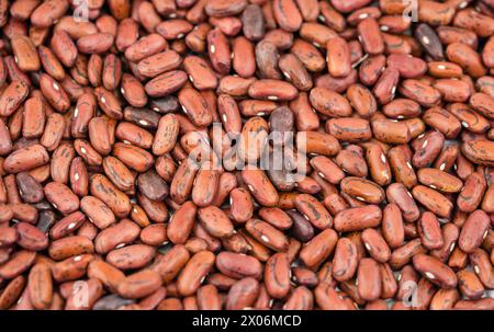 Haricot commun (Phaseolus vulgaris), haricots rouges Banque D'Images