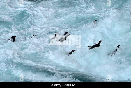 Pingouin Rockhopper, manchot rockhopper du Sud (Eudyptes chrysocome), essayez d'obtenir à terre dans les vagues lourdes, Argentine, îles Falkland, Sea Lion Island, Banque D'Images