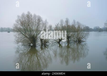 L'inondation hivernale sur l'Elbe s'est propagée à travers la plaine inondable de l'Elbe, des groupes d'arbres s'élèvent hors de l'eau, en Allemagne, en basse-Saxe Banque D'Images