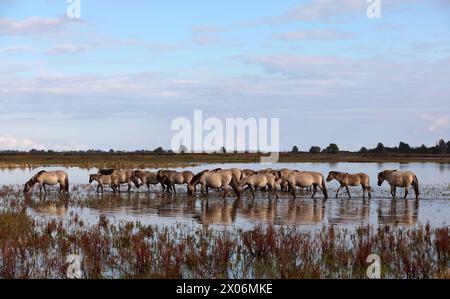 Cheval Konik, Konik, Konik polonais (Equus przewalskii F. caballus), chevaux Konik marchent dans les eaux peu profondes, pays-Bas, parc national Lauwersmeer Banque D'Images