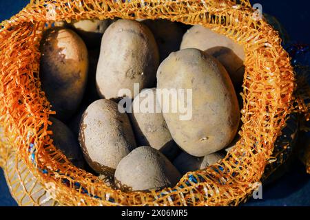 Pomme de terre (Solanum tuberosum), sac ouvert de puds Banque D'Images