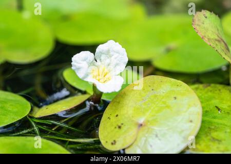 European Frog-bit, European Frogbit (Hydrocharis morsus-ranae), floraison, Allemagne, Bavière Banque D'Images