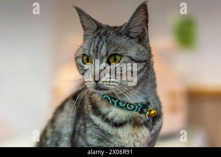 Portrait d'un chat curieux et de beaux yeux Banque D'Images
